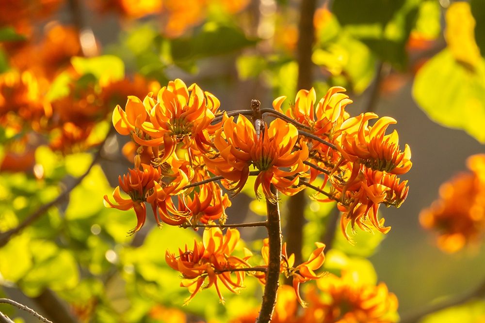 Caribbean-Tobago Close-up of flame tree blossoms  art print by Jaynes Gallery for $57.95 CAD